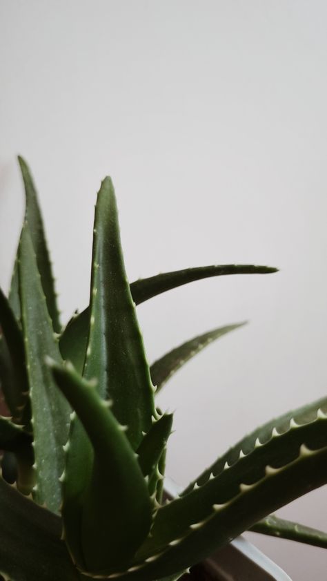 #plants #green #natural #nature #aloevera Aloe Vera Plant Aesthetic, Aloe Vera Aesthetic, Plants Green, Fotos Aesthetic, Lean Belly Juice, Belly Juice, Aloe Vera Plant, Plant Aesthetic, Natural Nature