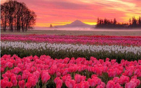 Tulip Farm, Tulip Festival, Wooden Shoe, Tulips, Laptop, Festival, Sun, Pink