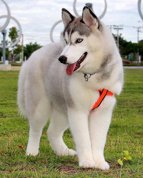 Perro lobo siberiano blanco... Caine Husky, Healthiest Dog Breeds, Ras Anjing, White Siberian Husky, Alaskan Husky, Cele Mai Drăguțe Animale, Psy I Szczenięta, Cute Husky, Husky Mom