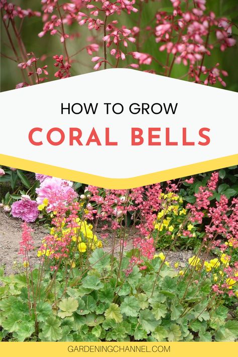 Learn to grow perennial coral bells in the flower garden. Coral bells produce beautiful foliage and flowers with height, making it a great choice for greenery and coral flowers. #gardeningchannel #gardening #flowergardening #growingflowers #perennials Coral Bells Landscaping, Heuchera Garden Ideas, Tennessee Garden, Coral Bells Plant, Shade Gardens, Coral Bells, Planting Ideas, Shade Perennials, Luxury Garden