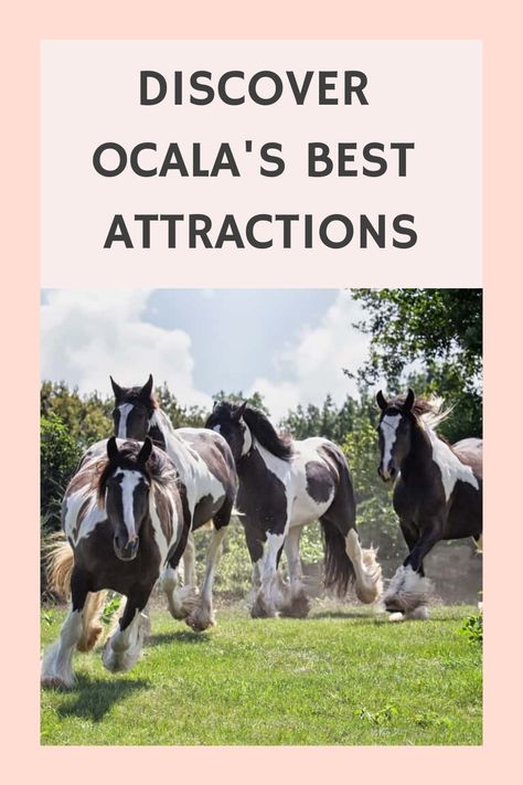 Discover the ultimate bucket list of activities to enjoy in breathtaking Ocala, Florida. Uncover hidden gems and must-visit attractions with our curated selection of the top 20 things to do in this vibrant city. Whether you're seeking outdoor adventures, cultural experiences, or tasty dining spots, this list has something for every traveler. Embrace the charm and beauty of Ocala while ticking off memorable experiences from your travel itinerary. Things To Do In Ocala Florida, Ocala Florida Things To Do, Florida National Parks, Ocala National Forest, Travel Florida, Ocala Florida, Ultimate Bucket List, List Of Activities, Underwater Life