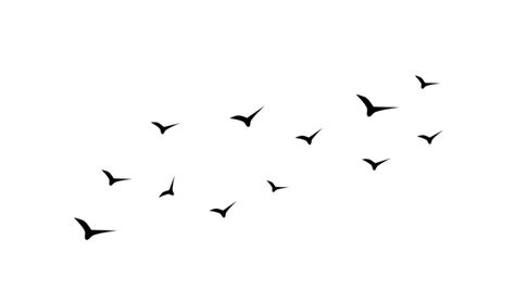 birds,flying birds,birds vector,blackbird,flying bird,bird,flying,black,animal,flight,bird silhouette,silhouette,fly,flying bird silhouette,animal silhouette,black silhouette,little bird,bird group,flock of birds,flock of birds flying silhouette,wild bird flying illustration,birds fly,birds clipart Birds Flying Illustration, Bird Flying Illustration, Birds Flying Silhouette, Flying Bird Illustration, Blackbird Flying, Flying Illustration, Flock Of Birds Flying, Flying Bird Silhouette, Birds Vector