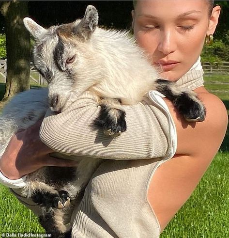 Pet Goat, Isabella Hadid, Baby Bells, Hadid Sisters, Bella Bella, Bella Hadid Style, Hadid Style, Koala Bear, Gigi Hadid