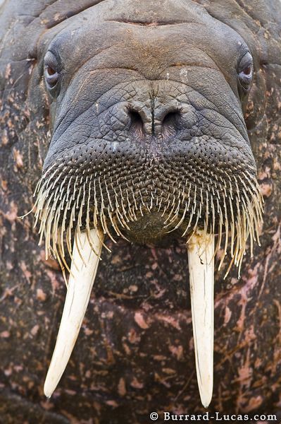 I am the Walrus... Walrus Pictures, Yeti Creature, Walrus Tusks, Canine Tooth, Sea Mammal, Water Animals, Marine Mammals, Animal Facts, Sea Lion