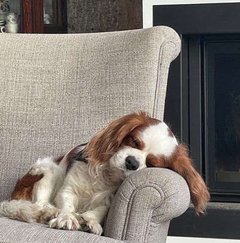 Dog Sleeping On Couch, Sleepy Dog Aesthetic, Dog Sleeping In Bed, Dogs Sleeping, Aesthetic Dogs, Tired Puppy, Dog Sleep, Dog Sleeping, Sleepy Dogs