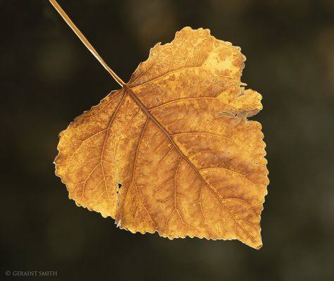 Giant cottonwood leaf we picked up where the cottonwoods grow in Taos, Cottonwood Leaf, Tree Leaves, Taos, Aerial View, My Son, Tao, Beautiful Design, Plant Leaves, Nature