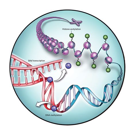 Microbiology Study, Bio Notes, Dna Methylation, Gene Mutation, Spider Pictures, Genetic Engineering, Cell Structure, The Scientist, Growth Factor