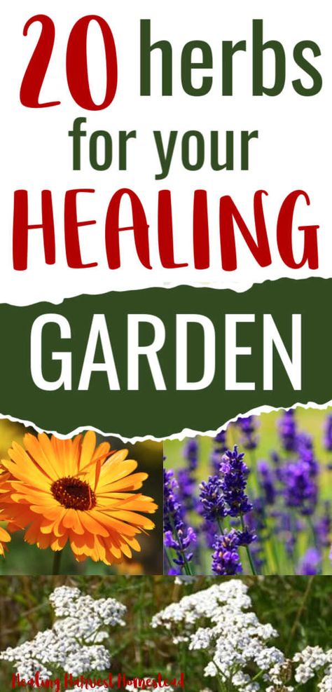 Medicinal Herbs To Grow, Garden In Containers, Medicinal Remedies, Medicinal Herb Garden, Best Herbs To Grow, Medicine Garden, Herbs To Grow, Medicinal Herbs Garden, Medicinal Garden