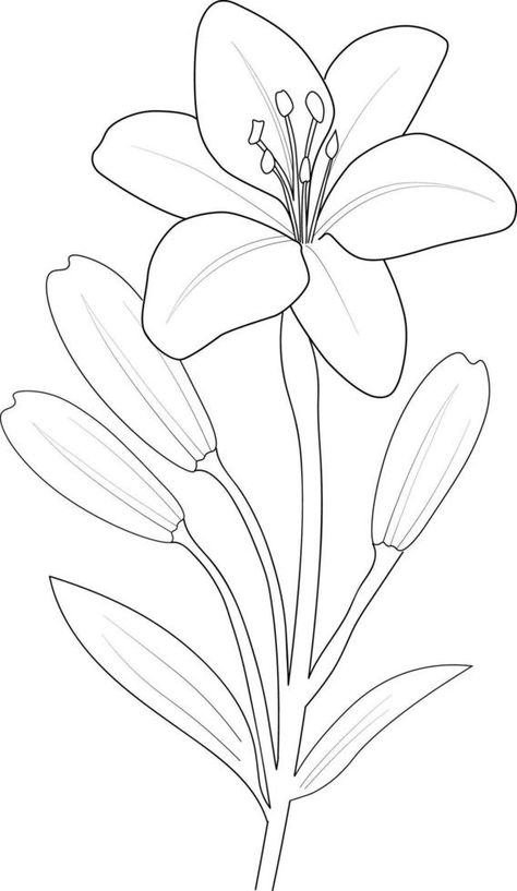 Black and white outline vector coloring book page for adults and children flowers lilies lilium with leaves. Lily Flower Outline, Lily Drawings, Black And White Outline, Lilies Drawing, Flower Outline, Stargazer Lily, Lily Flower, Book Page, Doodle Drawings