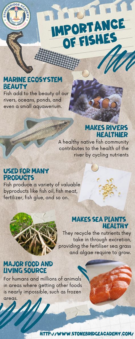 infographic about fishes Fish Infographic, Fishing Pond, Beach Clean Up, Sea Plants, Save Our Oceans, Infographic Poster, Marine Ecosystem, Marine Conservation, Fish And Meat