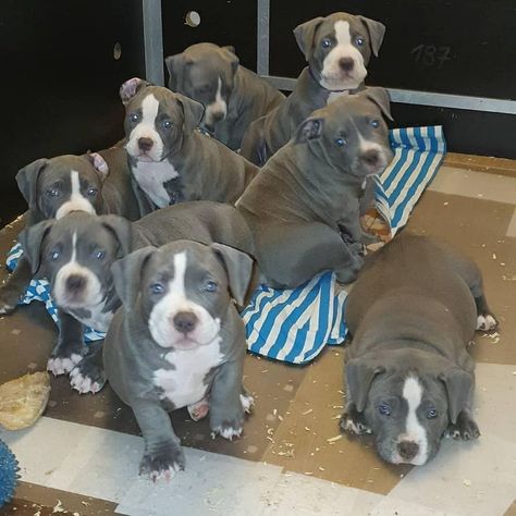 PITBULL PUPPIES Micro Pitbull Puppies, Blue Nose Pitbull Puppy For Sale Near Me, Pitbull Puppies For Sale Near Me, Grey Pitbull Puppies, Pitbulls Puppies, Big Pitbull, Grey Pitbull, Pit Bull Puppies Blue, Pittie Puppies