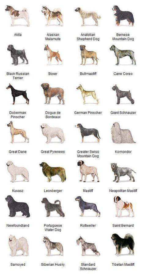 working group and hunting group. High Energy Dog Breeds, Working Dog Breeds, Anjing Poodle, Dog Breeds Chart, Caine Husky, Ras Anjing, Working Dogs Breeds, Akc Breeds, Dog Breeds List