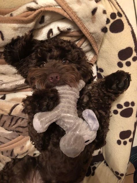 Labradoodle Chocolate, Sproodle Puppies, Chocolate Labradoodle Puppy, Poodle Breeds, Cute Small Dogs, Dog Mommy, Really Cute Puppies, Labradoodle Puppy, Cute Dog Pictures