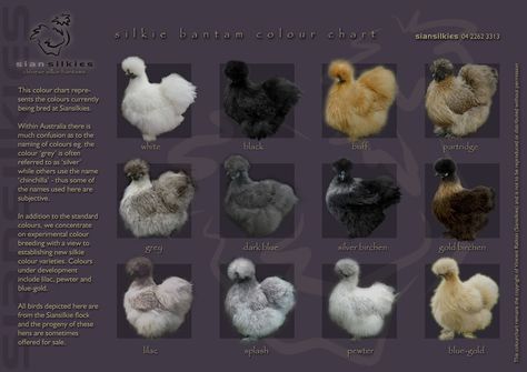 Silkie colors Silkie Chickens Colors, Silkie Bantam, Fluffy Chicken, Chickens For Sale, Chicken Coloring, Bantam Chickens, Types Of Chickens, Fancy Chickens, Silkie Chickens