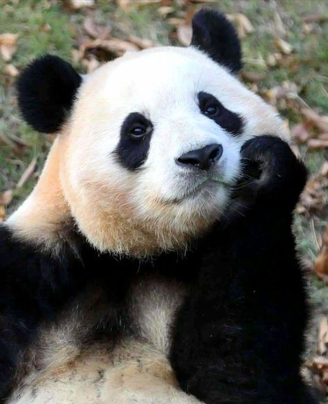 Funny Panda Pictures, Baby Animals Cute, Giant Panda Bear, Baby Cubs, Baby Panda Bears, Amazing Animal Pictures, Funny Tumblr, Cute Bunny Cartoon