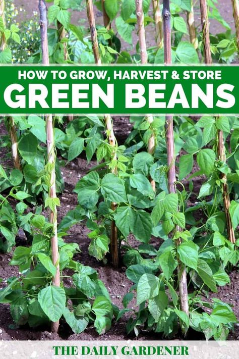 How to Grow Green Beans in Your Garden? Planting Green Beans, Green Bean Trellis, Green Beans Garden, Garden Green Beans, Grow Green Beans, Green Bean Seeds, Bean Trellis, Bean Garden, Growing Green Beans