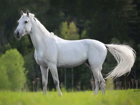 white horse on grass with tail moving Big Horse Breeds, Horse Standing, Horse Behavior, Cai Sălbatici, Horse Facts, Palomino Horse, Horse Inspiration, Horse Tail, Horse Owner