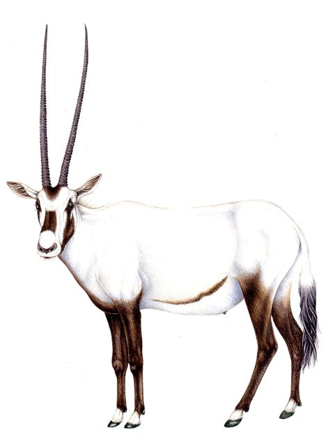 Arabian Oryx Drawing, Arabian Oryx, Long Horns, Clipart Black And White, Greeting Card Design, Card Designs, Greetings Card, Animals Wild, Moose Art