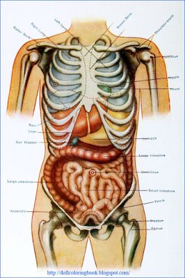 Human Organ Diagram, Biological Illustration, Small Posters, Doll Hospital, Human Anatomy Reference, Body Diagram, Human Anatomy Art, Body Anatomy, Arte Obscura