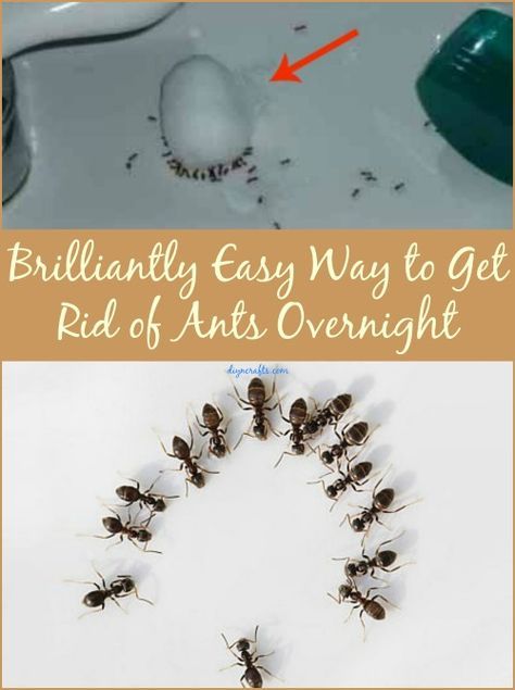 Brilliantly Easy Way to Get Rid of Ants Overnight.  The Borax one didn't work after several tries in different areas.  Trying others soon. Tiny Ants, Ant Repellent, Ants In House, Kill Ants, Rid Of Ants, Get Rid Of Ants, Ant Killer, Bug Killer, Bug Repellent