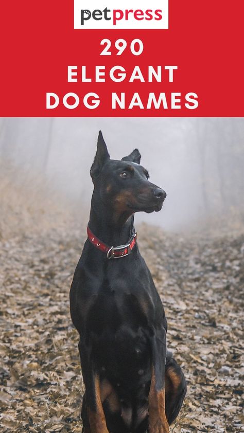 Top 290 Elegant Dog Names for Male and Female Dogs Doberman Dog Names, Strong Dog Names Male, Masculine Dog Names, Small Male Dog Names, Strong Female Dog Names, Male Puppy Names, Female Dog Names Unique, Male Dog Names List, Male Pet Names