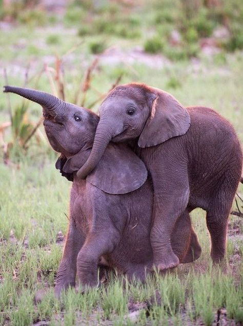 14 Images Of Baby Elephants That Will Put A Big Goofy Smile On Your Face - I Can Has Cheezburger? Baby Elephants Playing, Two Elephants, Elephants Playing, Funny Elephant, Happy Elephant, Elephants Photos, Baby Elefant, Baby Elephants, Save The Elephants