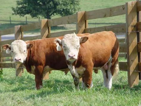 Miniature Hereford Photos : Bryan Hill Farm. For meat production on small homesteads. Miniature Hereford Cattle, Mini Hereford, Miniature Hereford, Mini Cattle, Miniature Cattle, Miniature Cows, Haflinger Horse, Hereford Cows, Hereford Cattle