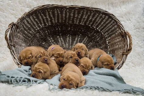 Puppy Litter Announcement Ideas, Litter Photoshoot, Puppy Litter Photoshoot Ideas, Leavitt Bulldog, Red Lab Puppies, Dog Breeding Business, Dog Photoshoot Pet Photography, Puppy Photoshoot, Dog Pregnancy