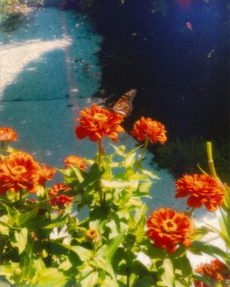 Monarch Butterfly Aesthetic Vintage, Monarch Butterfly Drawing Aesthetic, Monarch Butterfly Aesthetic, Nikita Core, Orange Flowers Aesthetic, Monarch Aesthetic, Monarch Butterfly Fairy, Butterflies Aesthetic Vintage, Split Personalities