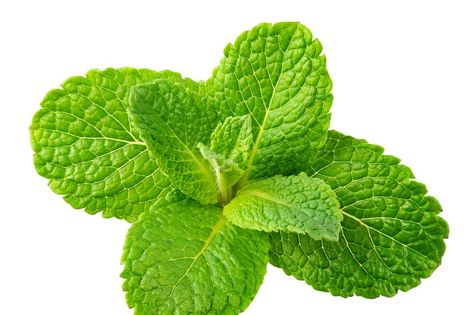 Mint leaves. Fresh mint on white background. Mint leaf isolated. Full depth of field. Background Mint, Mint Leaf, Fresh Mint Leaves, Random Ideas, Depth Of Field, Mint Leaves, Fresh Mint, Real Pictures, Line Art