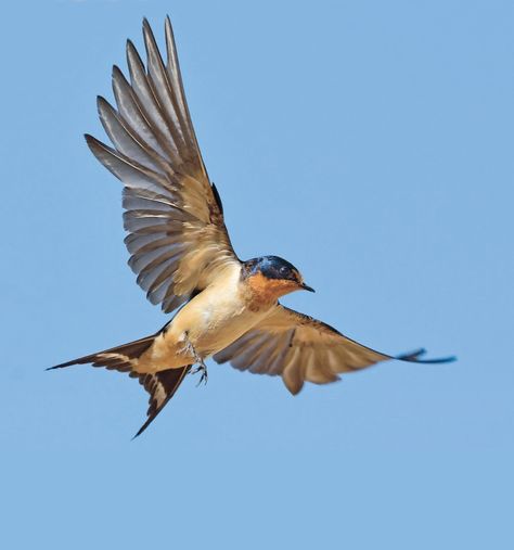 Flying Bird Photo, Bird In Flight Illustration, Birds Flying Reference, Swallow Photo Flying, Bird Flying Reference, Birds Mid Flight, Flying Swallow, Small Birds Flying, Sparrow In Flight