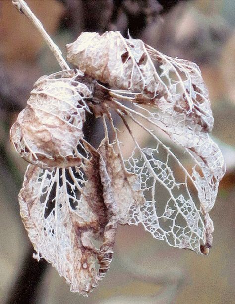 Carolyn Saxby, Flor Tattoo, Decay Art, Mixed Media Textile Art, Natural Form Art, A Level Textiles, Growth And Decay, Art Alevel, Nature Autumn