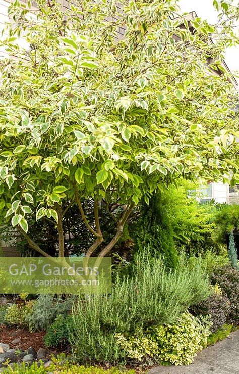 Cornus sericea 'Hedgerow's Gold', Rosmarinus officinalis, Euonymus fortunei 'Emerald n Gold', Berberis Cornus Sericea, Euonymus Fortunei, Gooseberry Bush, Rosmarinus Officinalis, Plant Photography, Garden Plants, Gap, Herbs, Stock Photos