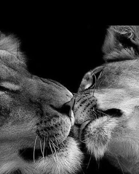 Kissing Animals, Lions In Love, Lion Couple, Regnul Animal, Lion Photography, Lion And Lioness, Lion Love, Lion Wallpaper, Lion Images