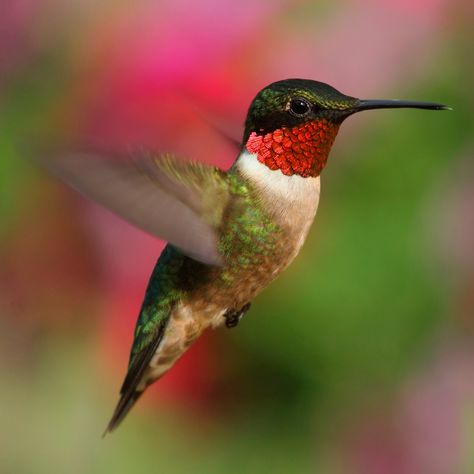 Mexico In December, Florida Backyard, Hummingbird Nests, Hummingbird Photos, Hummingbird Pictures, Ruby Throated Hummingbird, Live Tree, Hummingbird Tattoo, California Coastal