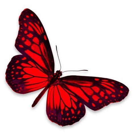 En la misma serie con 67125157 red butterfly Red Black Butterfly, Red And Black Butterfly, Vintage Seed Packets, 3d Png, Ladybug Party, Tattoo Bracelet, Butterfly Tattoo Designs, Butterfly Photos, Black And White Flowers