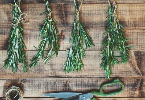 But There is a Best Way to Dry Rosemary When it comes to drying rosemary and other herbs, you have options. There are faster and slower ways, natural drying such as air drying in shade or sun, or electrical in dehydrator, oven or freeze dryer. But not all are equal in preserving the most active compounds that provide the Drying Rosemary, Dry Rosemary, Freeze Dryer, Rosemary Plant, Fast And Slow, How To Dry Rosemary, Healthy Benefits, Kitchen Helper, Plant Roots