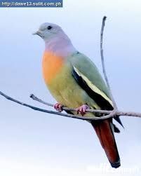 Pink Necked Green Pigeon, Angelo Guerriero, Green Pigeon, Image Nature, Most Beautiful Birds, Animale Rare, Kinds Of Birds, 수채화 그림, Colorful Bird