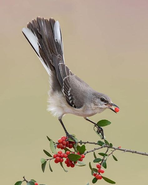 Small Bird Photography, Dynamic Bird Poses, Bird Looking Down, Person With Bird Pose Reference, Mockingbird Pictures, Realistic Bird Drawings, Mockingbird Photography, Pheasant Photos, Reference Photos Nature