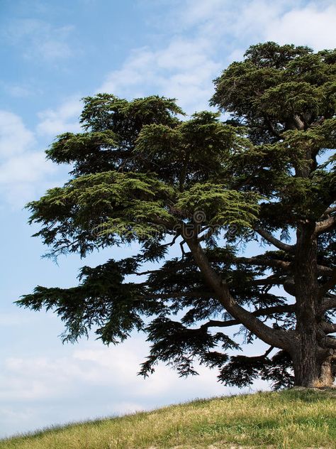 Cedar of lebanon. Part of a big cedar of Lebanon , #sponsored, #Part, #lebanon, #Cedar, #Lebanon, #cedar #ad Cedar Of Lebanon Trees, Cedar Lebanon, Lebanon Tree, Cedrus Libani, Cedars Of Lebanon, Lebanon Cedar, Cedar Of Lebanon, Open Ocean, Ideas Creative