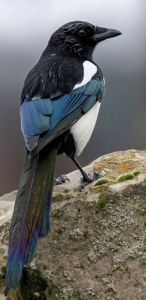 Pretty Bird Aesthetic, Magpies Bird, Magpie Aesthetic, Magpie Drawing, Black Billed Magpie, Magpie Photography, Magpie Painting, Cool Birds, Magpie Tattoo