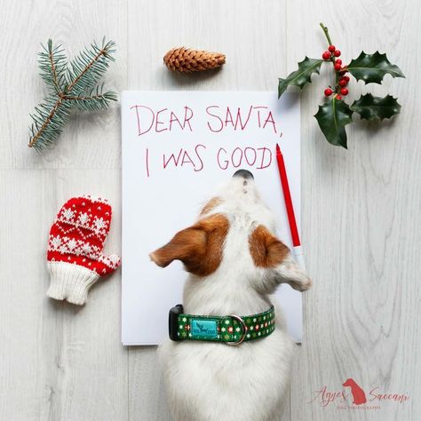 Christmas Photos For Dogs, Dog Xmas Cards Picture Ideas, Diy Christmas Pet Photo, Holiday Photo Shoot With Dog, Holiday Cards With Dogs, Funny Dog Christmas Cards Photo Ideas, Christmas Photoshoot Ideas Dogs, Pet Holiday Photos Ideas, Dog Pictures With Santa