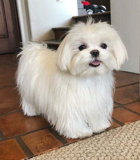 Very pretty Maltese Maltese Dogs Haircuts, Maltese Haircut, Anjing Poodle, Best Apartment Dogs, Maltese Terrier, Perro Shih Tzu, Apartment Dogs, Puppy Cuddles, Dog Haircuts