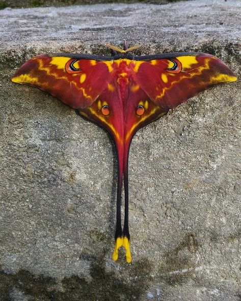 Colorful Moths, Cute Moth, Cool Insects, Moon Moth, Moth Art, Cool Bugs, Interesting Animals, Keramik Design, Beautiful Bugs