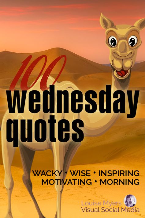 funny cartoon camel with words, wednesday quotes, wacky wise inspiring motivating morning. Wednesday Quotes Good Morning Humor, Wednesday Work Quotes, Funny Quotes Work, Wisdom Wednesday Quotes, Quotes For Wednesday, Funny Wednesday Quotes, Business Quotes Funny, Quotes Wednesday, Funny Words Of Wisdom