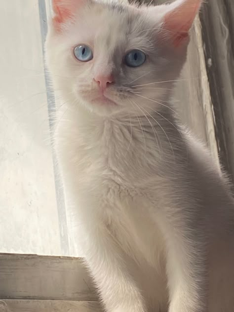 White Cat Blue Eyes Aesthetic, White Kitten Blue Eyes, Cats With Blue Eyes, Kitten With Blue Eyes, White Cat With Blue Eyes, Cute White Kitten, Blue Eyes Aesthetic, Wallpaper Gatos, Mata Biru