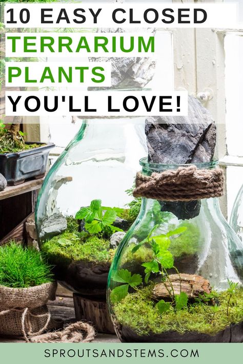 Indoor Plant Hacks, Plant Ideas Indoor, Plant Room Aesthetic, Best Terrarium Plants, Closed Terrarium Plants, Indoor Plant Ideas, Water Terrarium, Closed Terrarium, Build A Terrarium