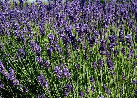 Lavandula angustifolia Munstead Lavender, Eucalyptus Deglupta, Lavandula Officinalis, Garden Wild, Dark Purple Flowers, Lavender Benefits, Growing Lavender, Mosquito Repelling Plants, Lavender Garden