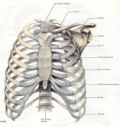 Rib cage Human Body Biology, Thoracic Cavity, Medical Images, Nursing Goals, Anatomy Bones, Skull Reference, Skeleton Anatomy, Anatomy Practice, Medical Student Study