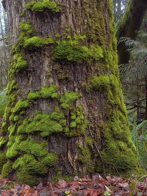 Moss does not have roots and does not require soil to grow. Instead, it often grows on or adheres to other surfaces, such as tree bark. It is sometimes necessary to prevent growth on plants, and this article will help. Lichen On Trees, Mosses Plant, Drawing Moss, Moss Drawing, Moss Painting, Moss Texture, Natural Vegetation, Moss Forest, Moss Tree